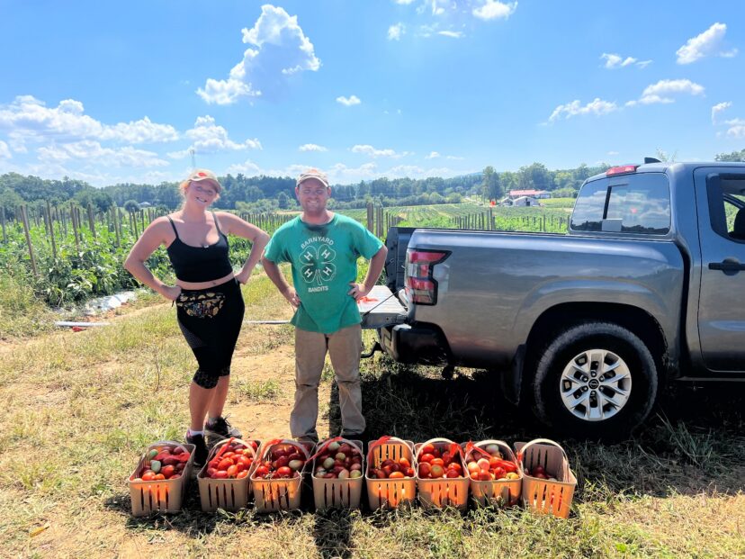 Wayne Morgan demonstrates tomato cultivars from North Carolina State University field trials.