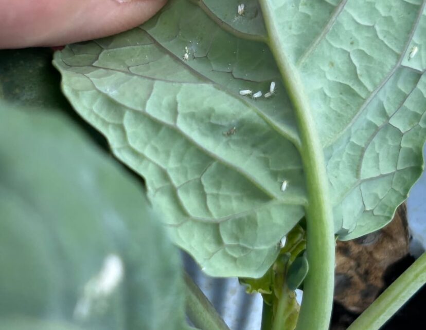 Whiteflies clustered on the underside of a brassica leaf.