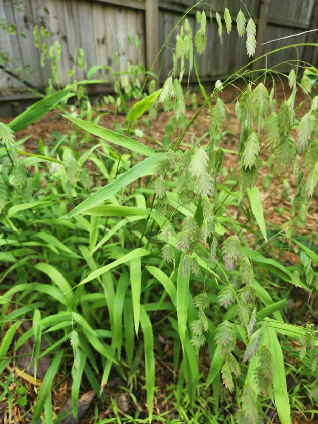 Close-up of northern sea oats with green, dangling seed heads in a garden.