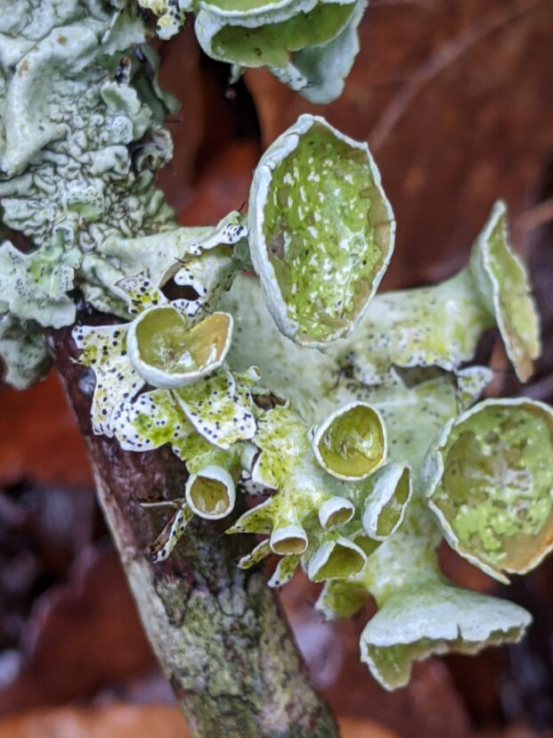 Foliose lichen with broad, leaf-like lobes and orange reproductive structures on tree bark.