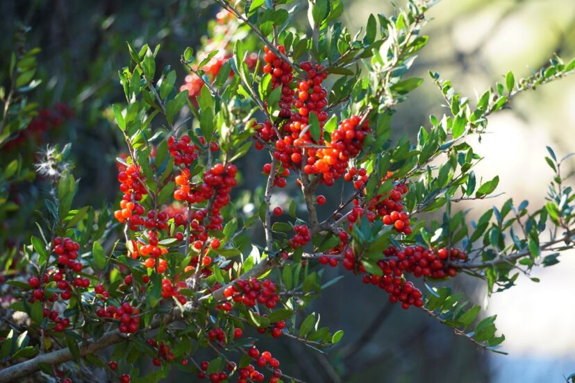 Yaupon holly (Ilex vomitoria) berries on branches showing the toxic fruit while leaves are used for tea.