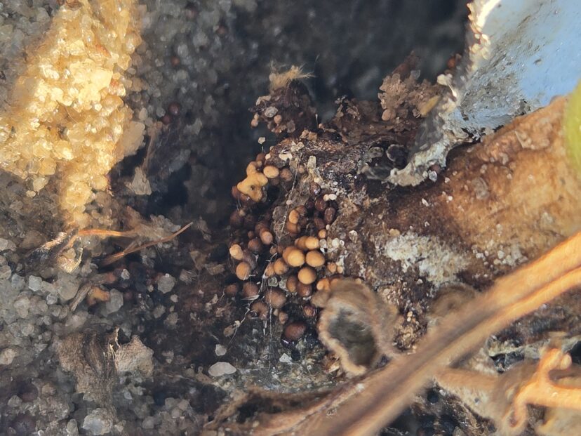 Tan and brown Southern blight sclerotia clustered around a tomato plant crown.