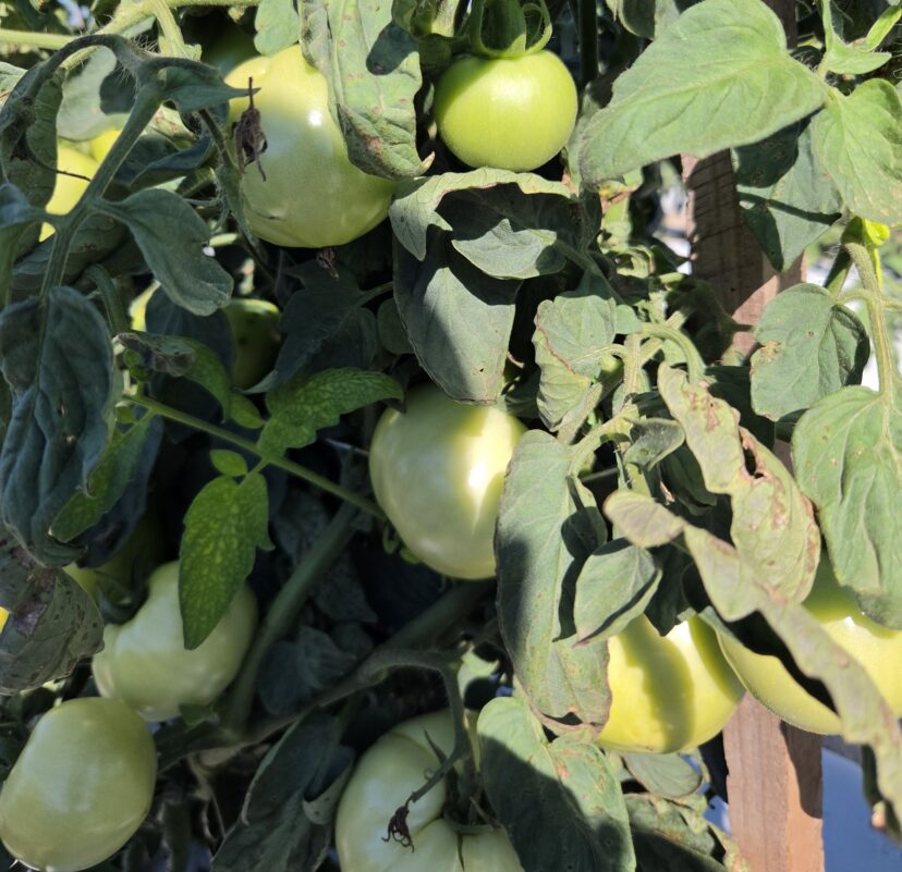 Unripe green tomatoes sizing up on a tomato plant.
