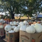 South Carolina Field Update (October 5, 2026): Fall Weather Brings Fall Harvests