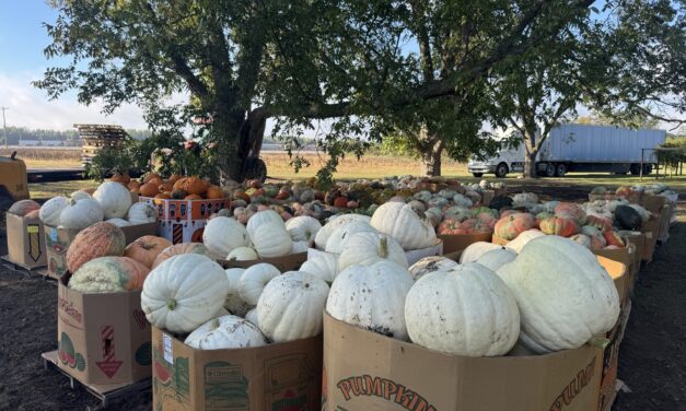 South Carolina Field Update (October 5, 2026): Fall Weather Brings Fall Harvests