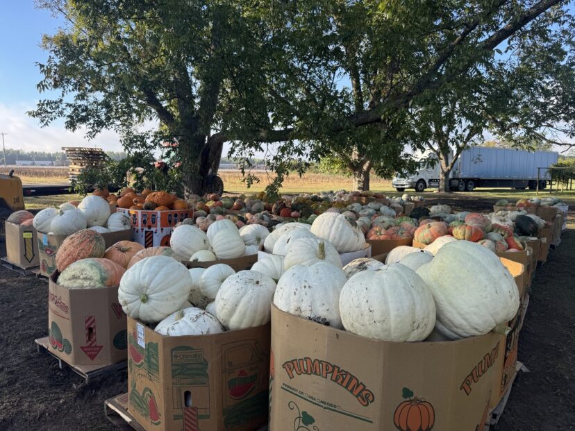 Bins filled with assorted pumpkins ready for market in the Pee Dee region.