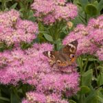 Misty fall color: <em>Hylotelephium</em>  ‘Matrona’