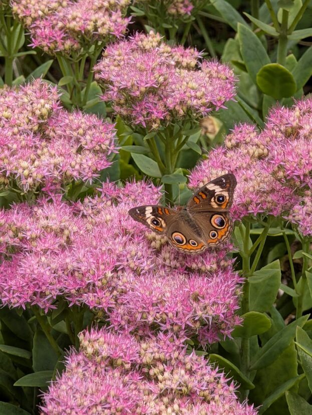 A buckeye butterfly with its wings open on pink Hylotelephium ‘Matrona’ flowers.