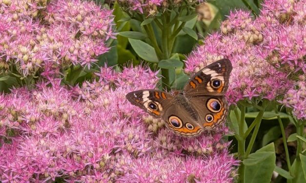 A buckeye butterfly with its wings open on pink Hylotelephium ‘Matrona’ flowers.