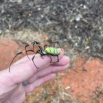 Joro Spiders in South Carolina
