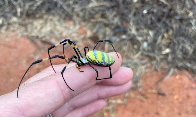 Joro Spiders in South Carolina