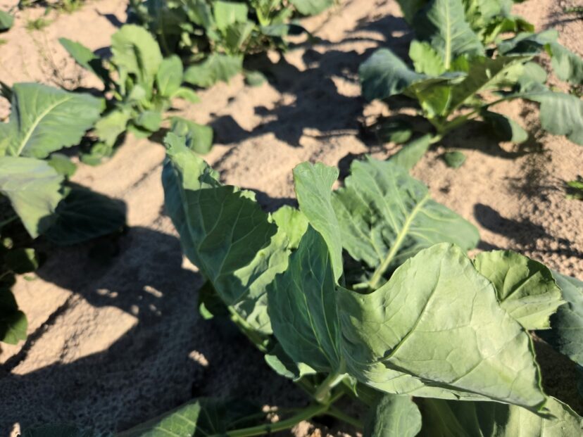 A collard plant with broad green leaves growing in a field bed.