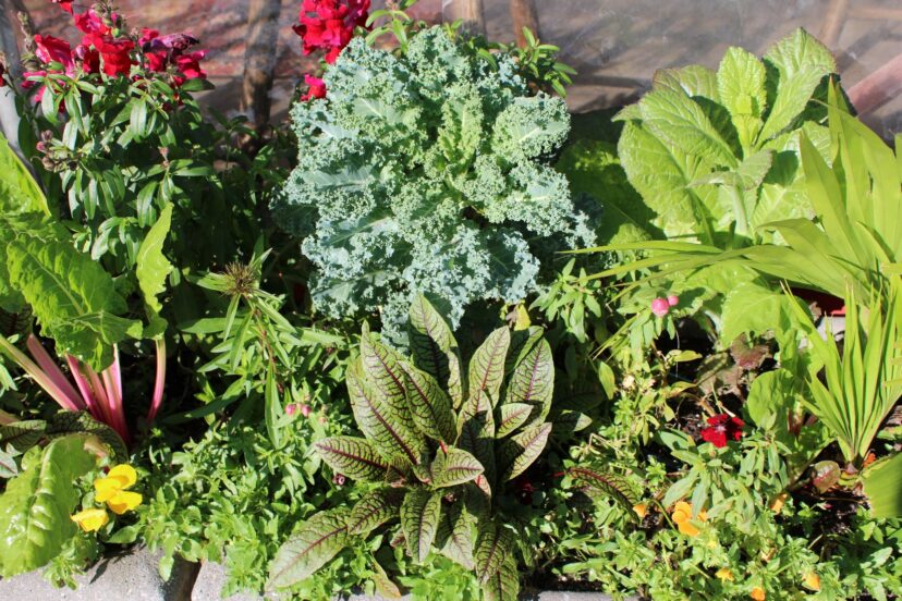 A container planting with Swiss chard, red-veined sorrel, ornamental kale, mustard, and other cool-season foliage.