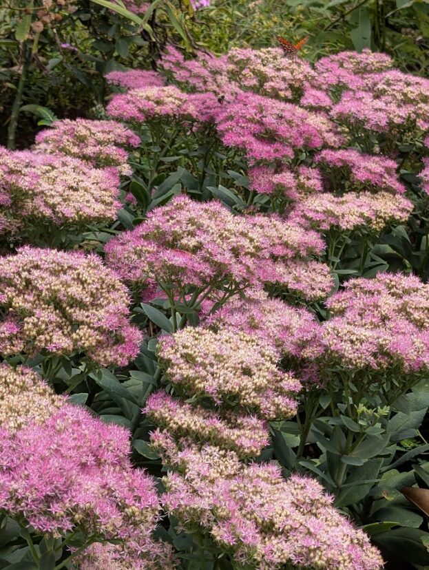 A patch of Hylotelephium ‘Matrona’ with broad clusters of pink flowers above fleshy green leaves.