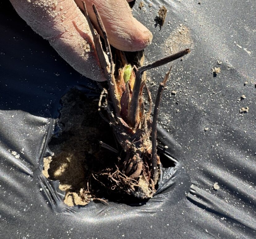 A strawberry transplant set too high in a planting hole, with roots exposed above the soil.