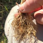 South Carolina Field Update (October 26, 2026): Strawberry Planting Continues