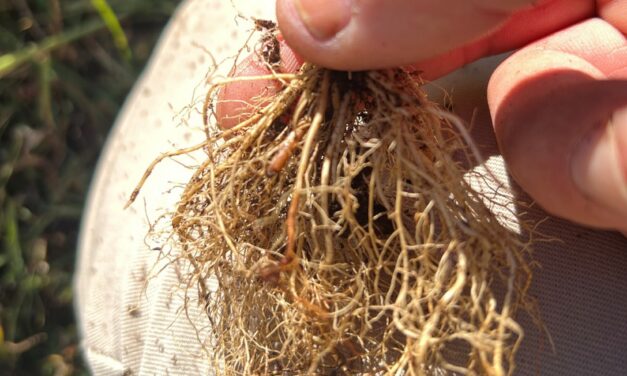 South Carolina Field Update (October 26, 2026): Strawberry Planting Continues