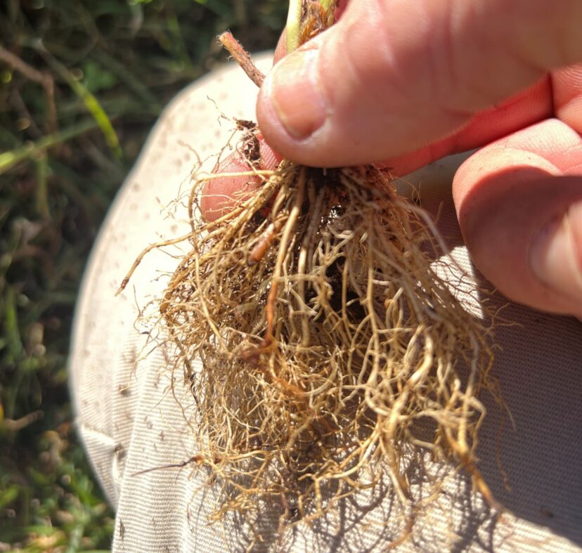 A strawberry transplant with discolored roots, held up for inspection.