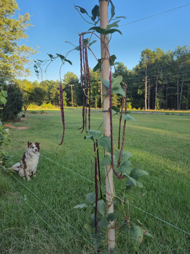 A vine with long purple bean pods climbs a garden stake in a grassy yard; a dog sits nearby.