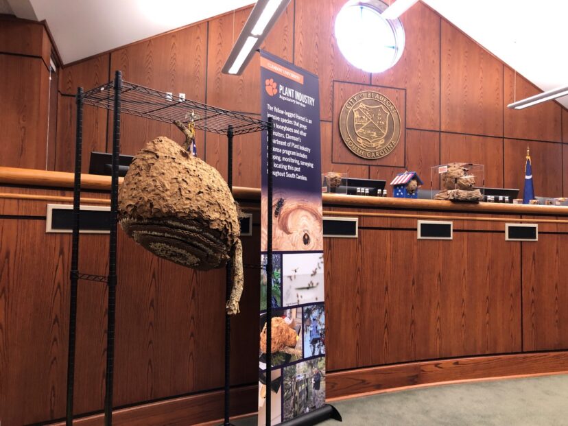 A yellow-legged hornet nest and educational display at a Clemson University Plant Industry meeting in Beaufort City Hall.