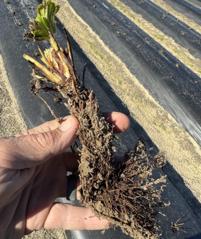 Badly j-rooted strawberry plant