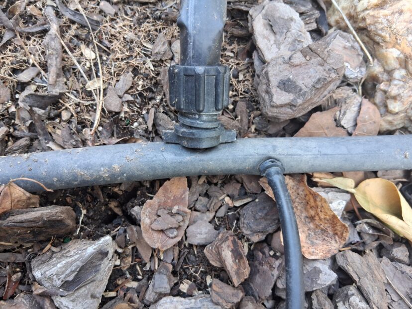 Barb connectors joining smaller drip tubing to a larger distribution line.