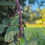 Chinese Red Noodle Bean: How to Grow This Heat-Loving Yardlong Bean in South Carolina