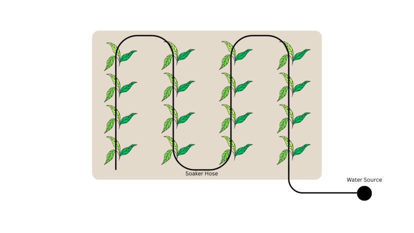 Diagram showing a soaker hose arranged in a serpentine pattern through garden rows.