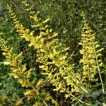 How to Grow and Care for Forsythia Sage (Salvia madrensis)