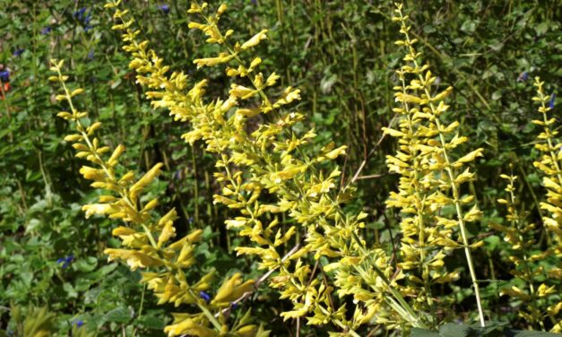 How to Grow and Care for Forsythia Sage (Salvia madrensis)