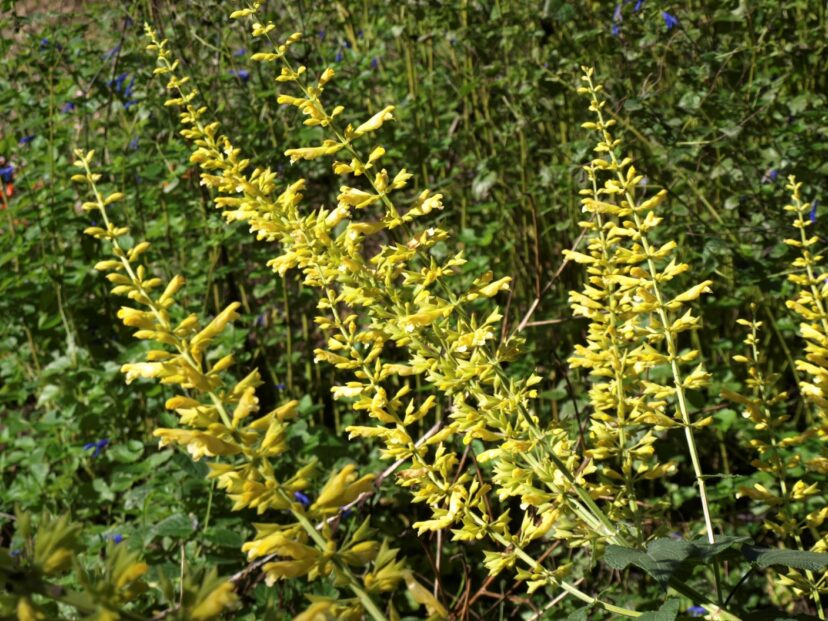 Forsythia sage (Salvia madrensis) with long spikes of yellow flowers in fall.