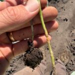 South Carolina Field Update (October 12, 2026): Hurricane Isaias Brings Rain As Strawberry Planting Begins
