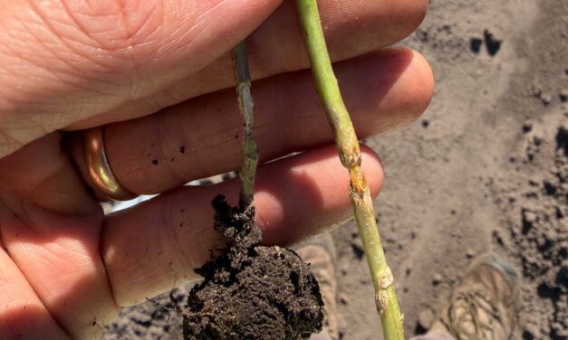 South Carolina Field Update (October 12, 2026): Hurricane Isaias Brings Rain As Strawberry Planting Begins