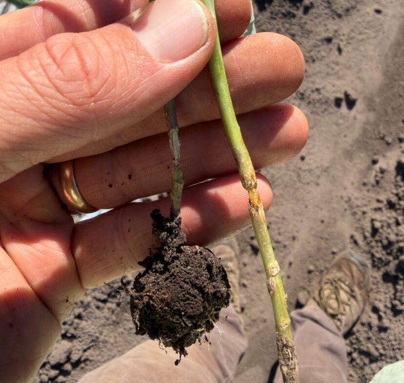 Hand holding a brassica transplant with feeding damage, a damaged stem, and soil-covered roots.