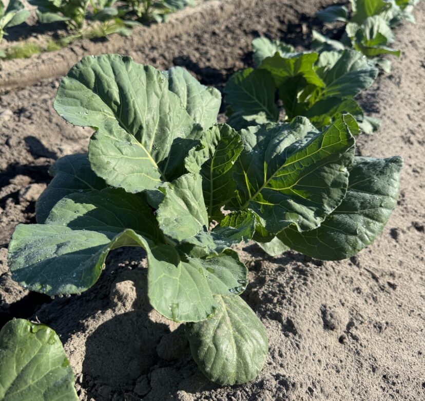 Healthy young fall brassica plants growing in field soil with water droplets on their leaves.
