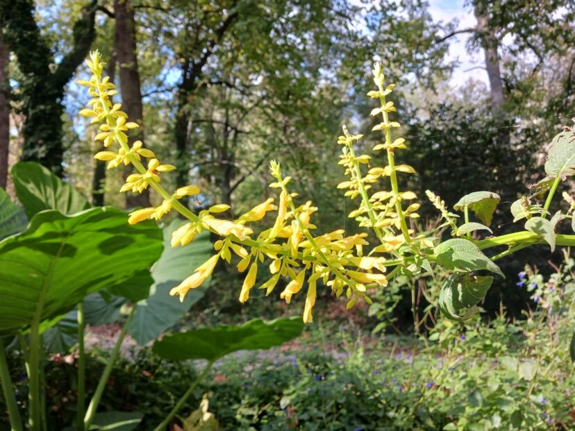 Hummingbird feeding from forsythia sage flowers.