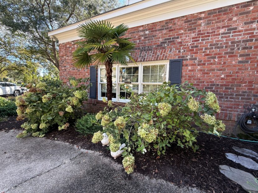 Hydrangea shrubs with fading flower clusters grow in a mulched bed beside a brick house.
