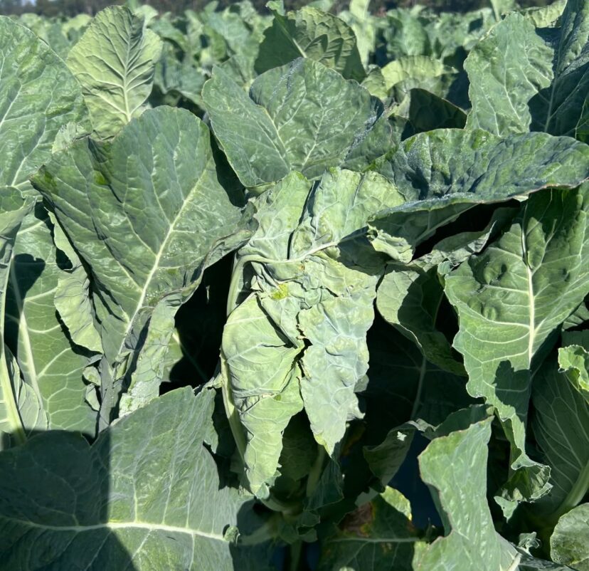 Brassica plant with several deformed leaves growing together.