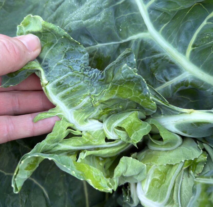 Close-up of curled, distorted brassica leaves that have grown together.