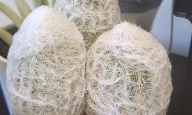 Houseplants That Evoke Spooky Season