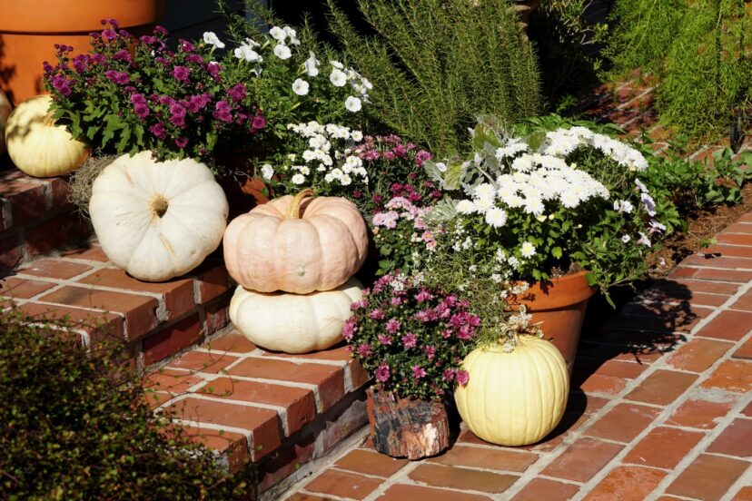 Pumpkins arranged with potted chrysanthemums on a brick porch.