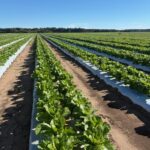 South Carolina Field Update (October 21, 2026): Fall, is that you?