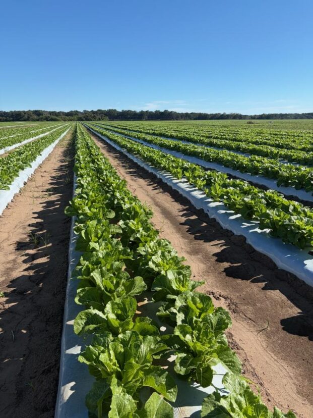 Rows of leafy crops grow in field beds covered with plastic mulch.
