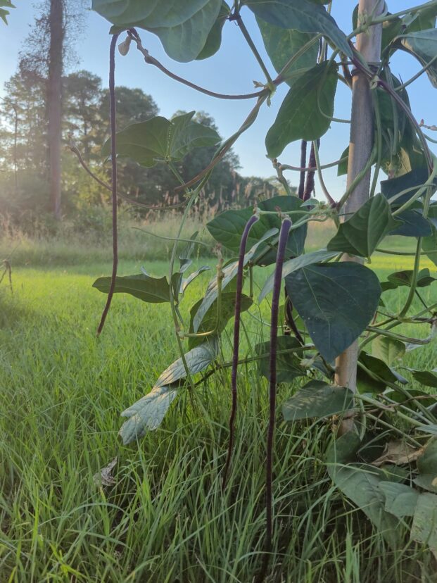 Slender purple bean pods hang from a leafy vine beside a support stake, with a grassy yard behind.
