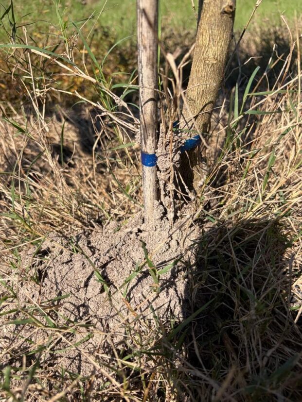 The base of a young tree with a blue trunk guard, surrounded by dry grass and soil.
