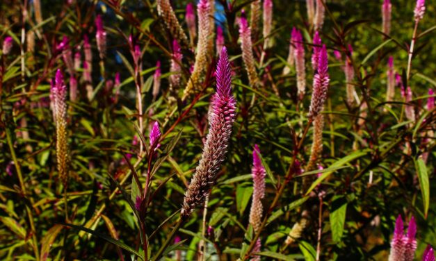 Upclose view of Plumed Celosia (Celosia argentea).