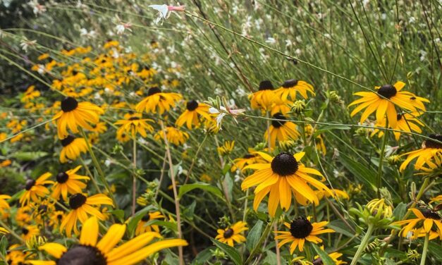 This Month in Your Garden-October 2026
