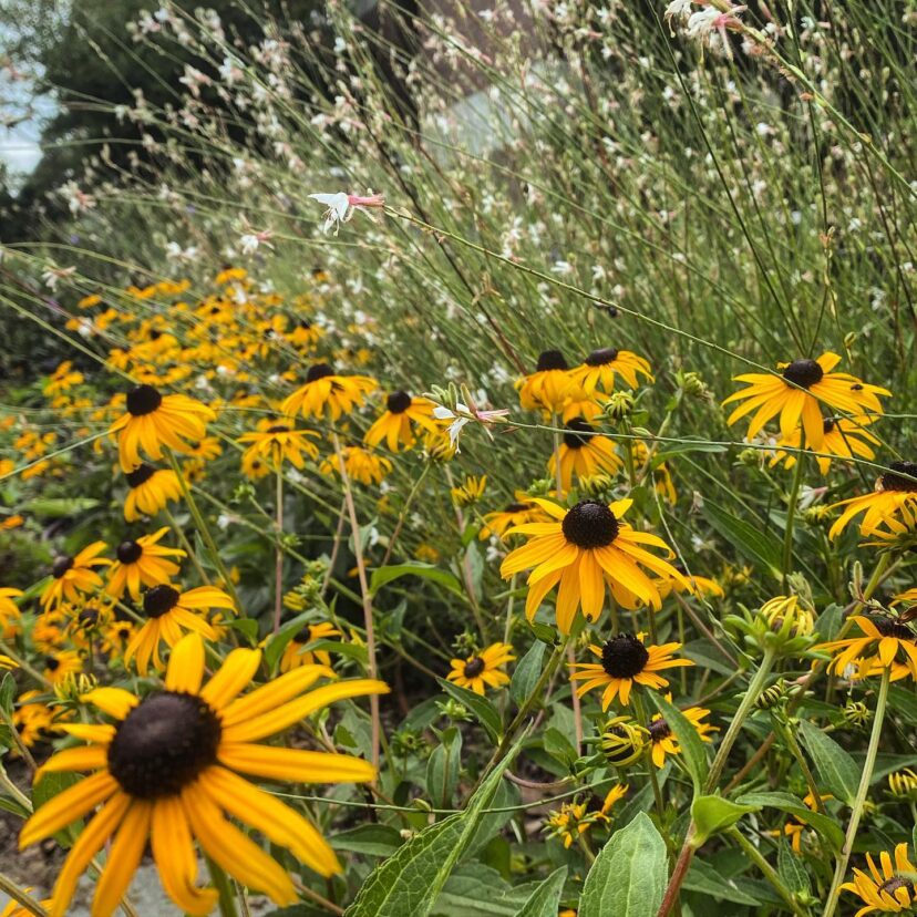 Black-eyed Susan flowers and seed heads fill a garden bed.
