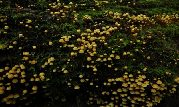Wood decaying mushrooms