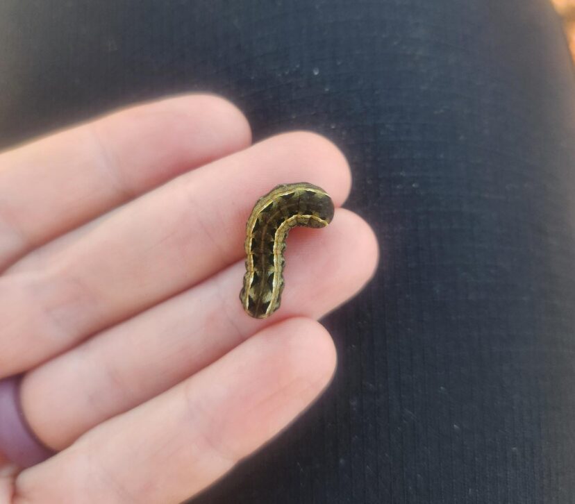 Yellow-striped armyworm curled on a person’s fingers.